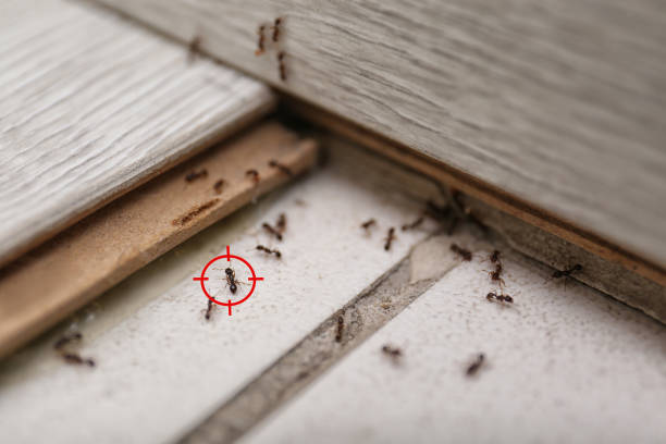 Reliable Harvey, MI Pest Control Solutions